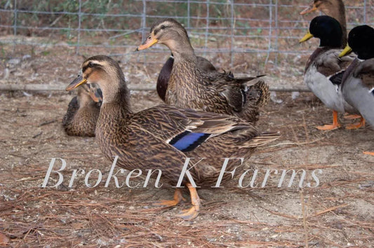 Heritage breed ducks with brown and black plumage standing in a fenced outdoor enclosure.