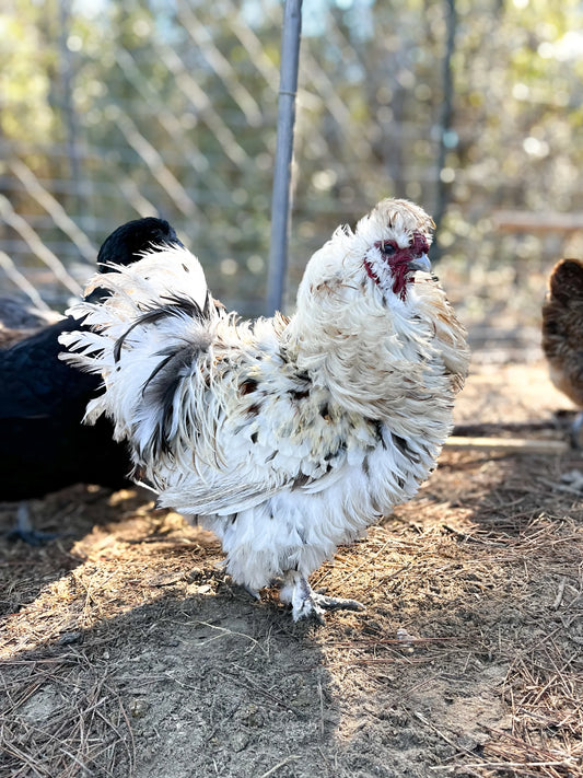 Heritage frizzle rooster with curly white feathers in outdoor pen, backyard poultry