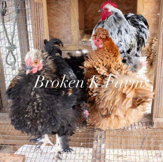Heritage breed chickens with frizzled feathers in a coop, hatching eggs flock