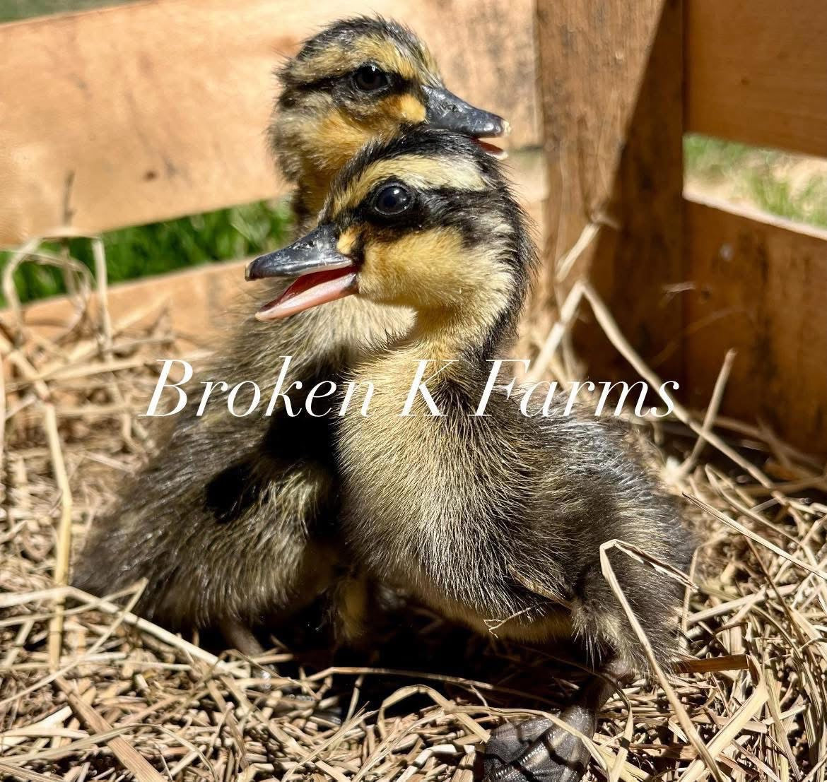 Rouen Duck Hatching Eggs