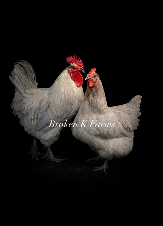 Why Farming and Photography Go Together