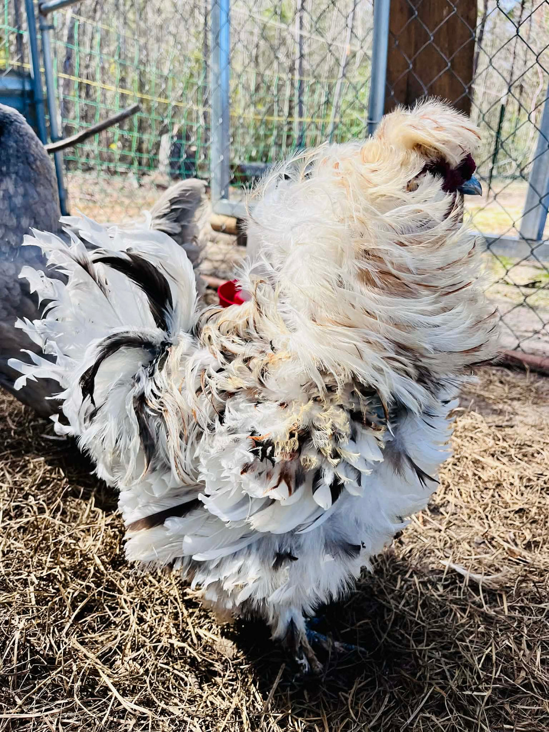 Frizzle Chicken