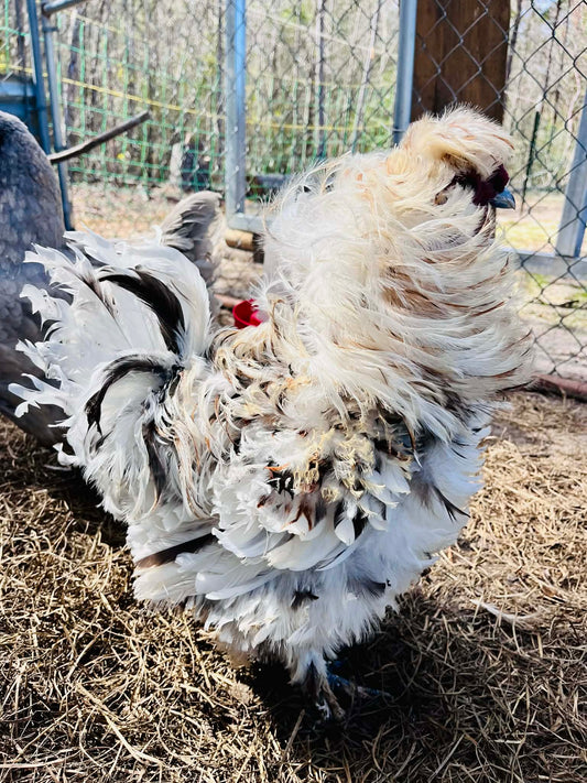 Frizzle Chicken