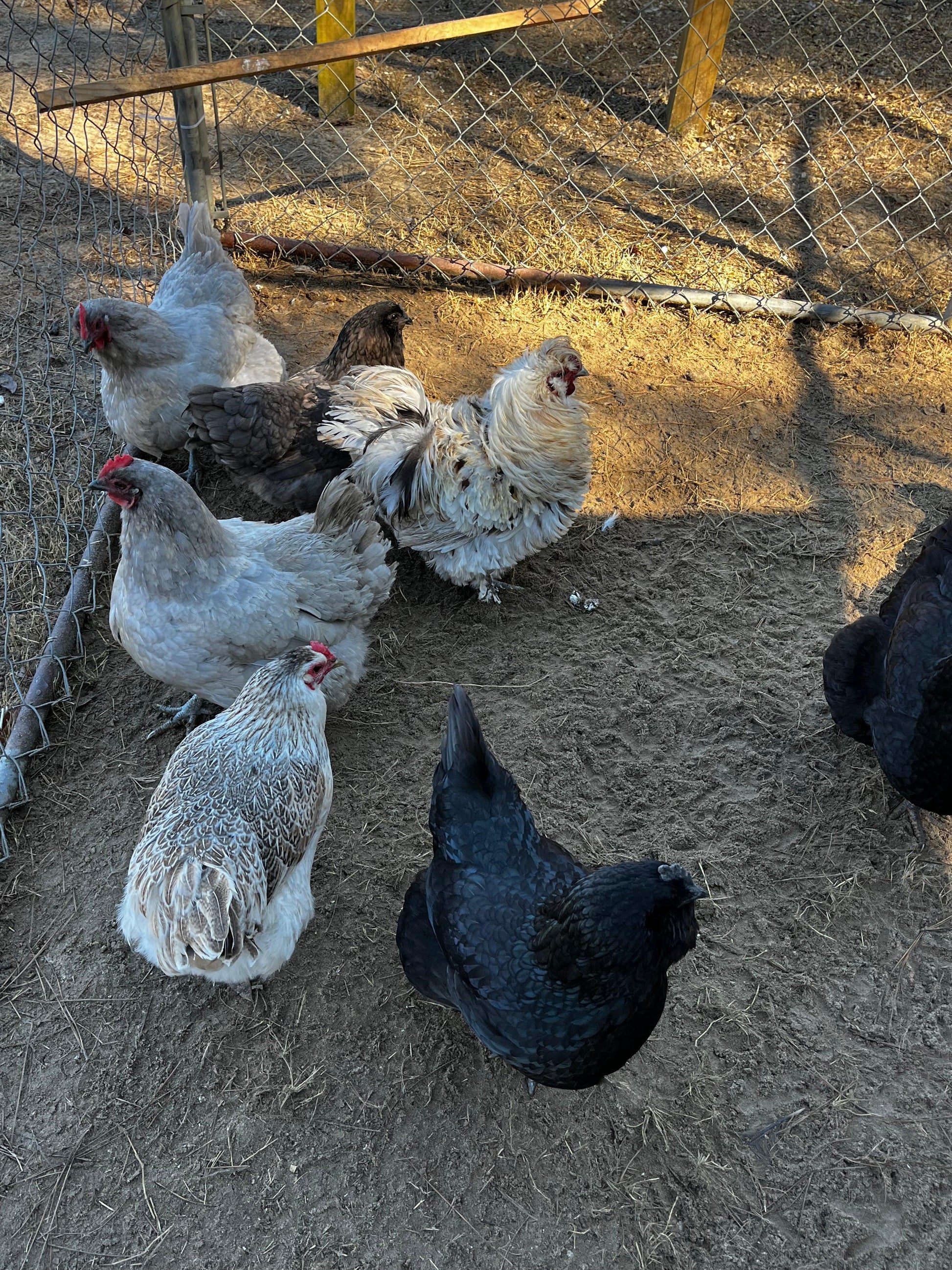 Heritage breed chickens in a fenced outdoor pen on dirt, ideal for hatching eggs.