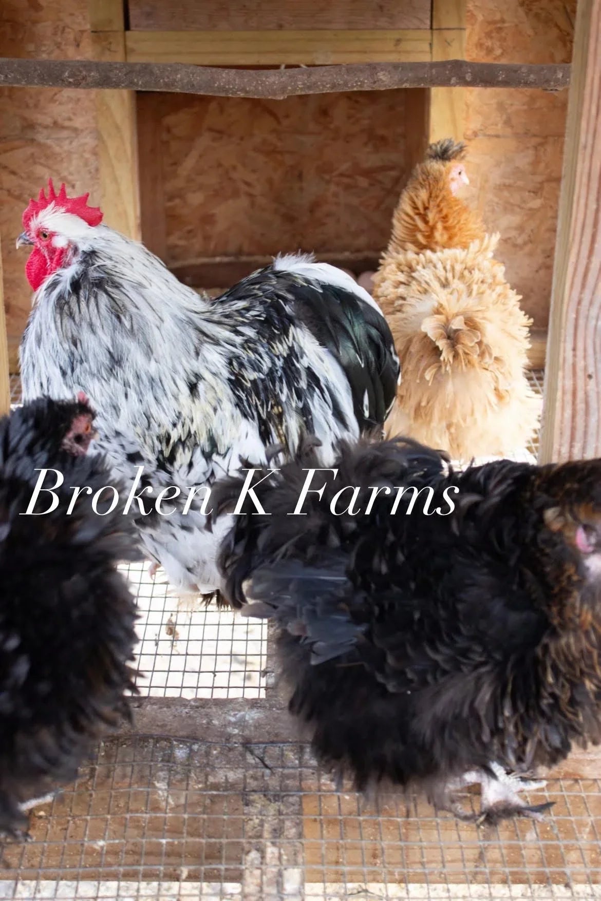 Heritage breed chickens and rooster in a wooden coop, backyard poultry farming