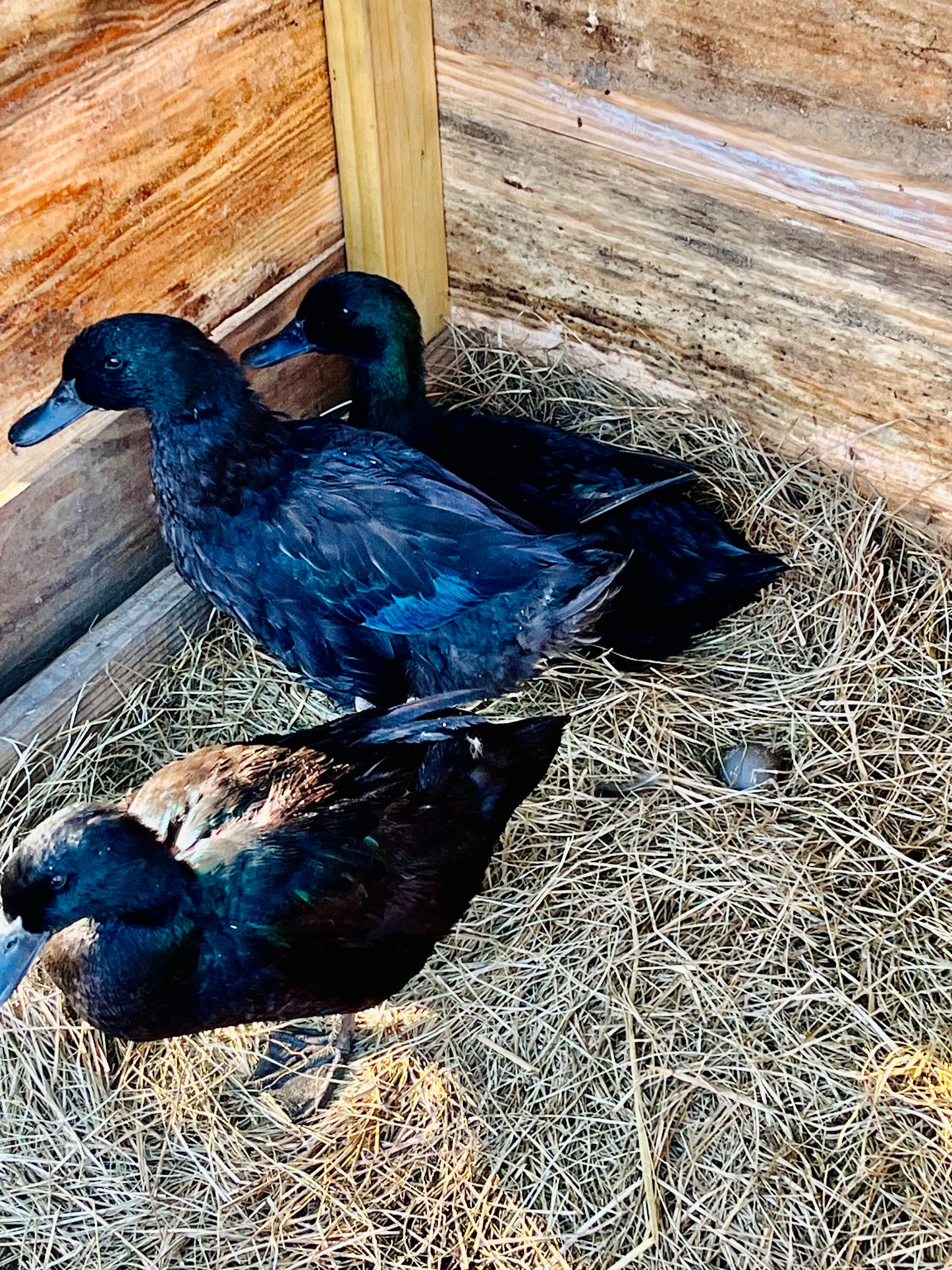 Cayuga Duck Hatching Eggs