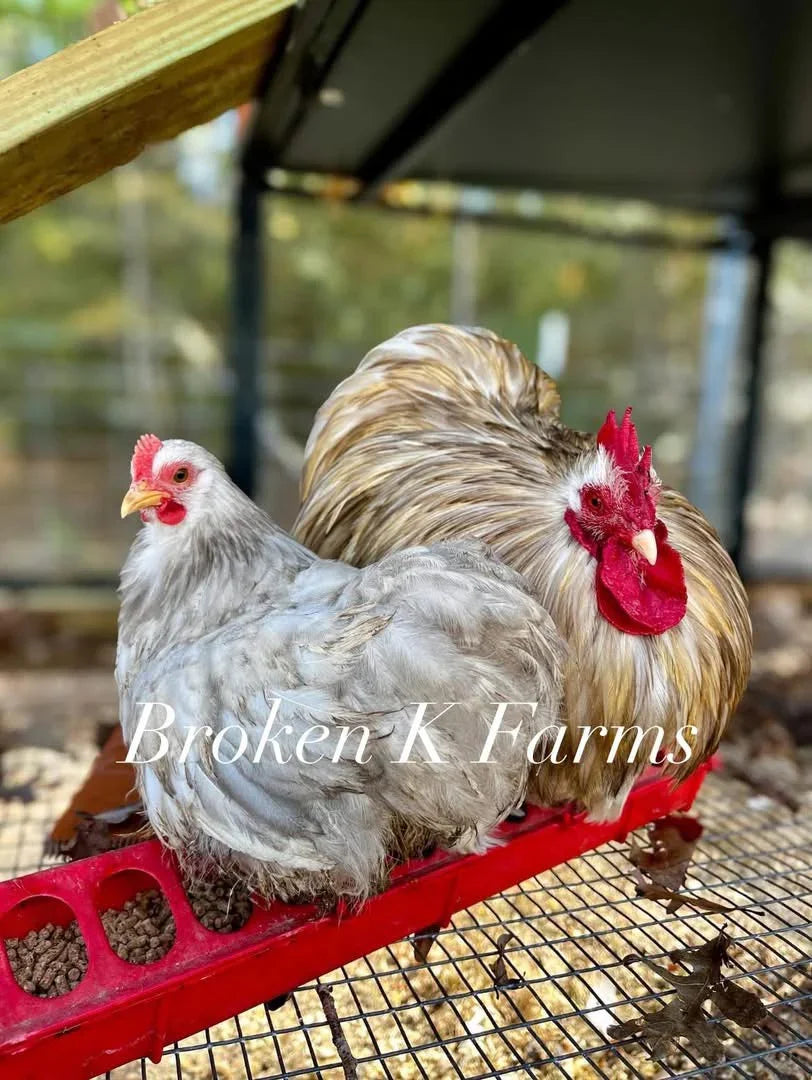 Two heritage breed chickens perched on a red feeder in a backyard coop