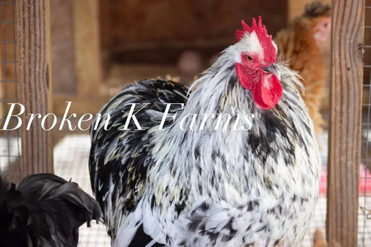 Black and white heritage rooster in a coop, ideal for backyard hatching eggs