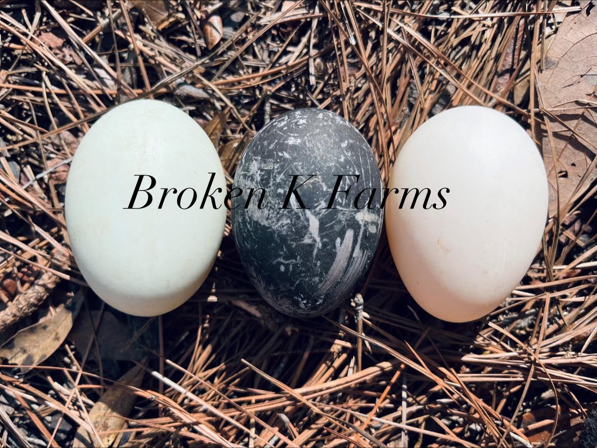 Three heritage breed hatching eggs, including a speckled dark egg, on pine needles