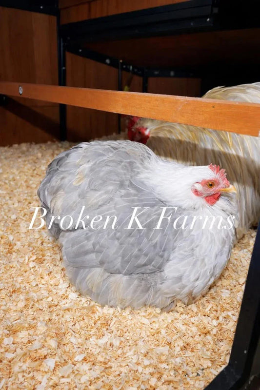 Lavender chicken hen resting in a wooden nesting box on pine shavings, heritage breed