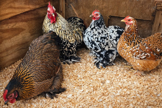 Four colorful heritage breed chickens in a wooden coop with pine shavings
