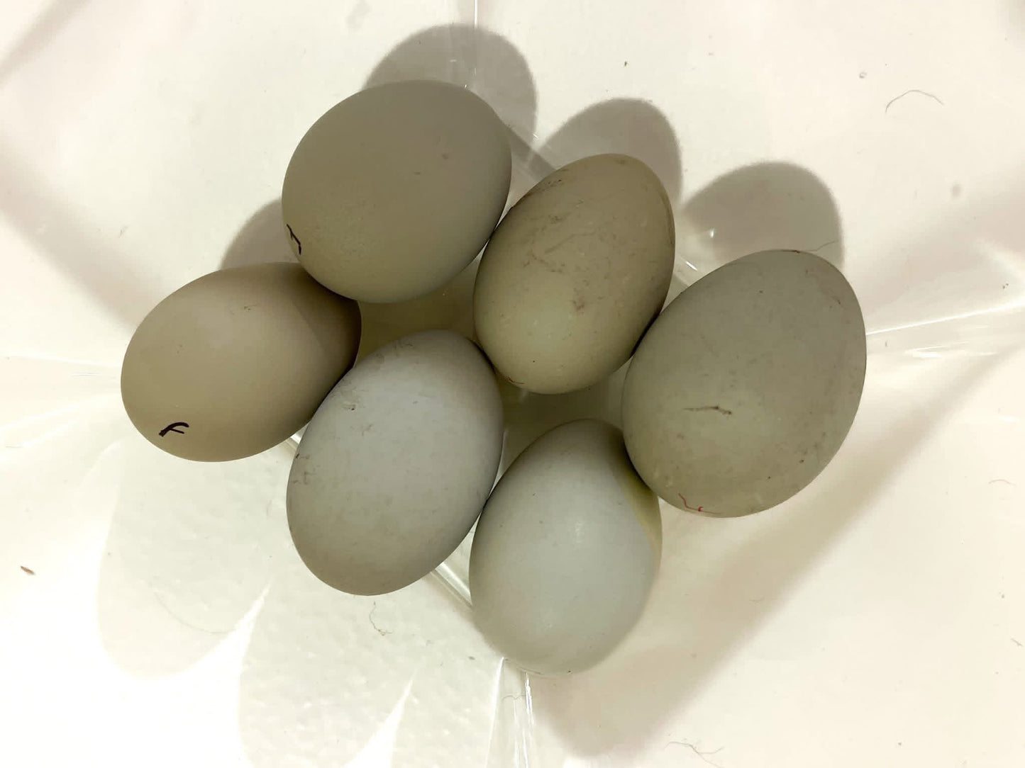 Olive Egger Mix 6+ - Frizzle Possible