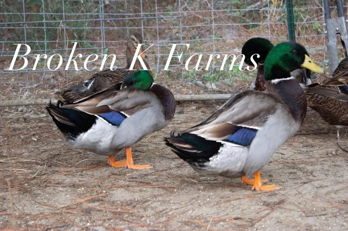 Mallard ducks with green heads and brown bodies standing in a fenced outdoor area