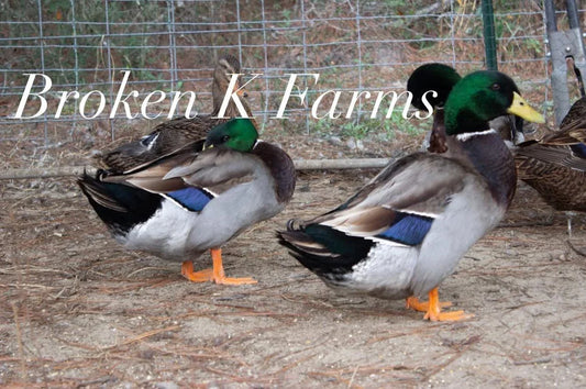 Mallard ducks with green heads and brown bodies standing in a fenced outdoor area