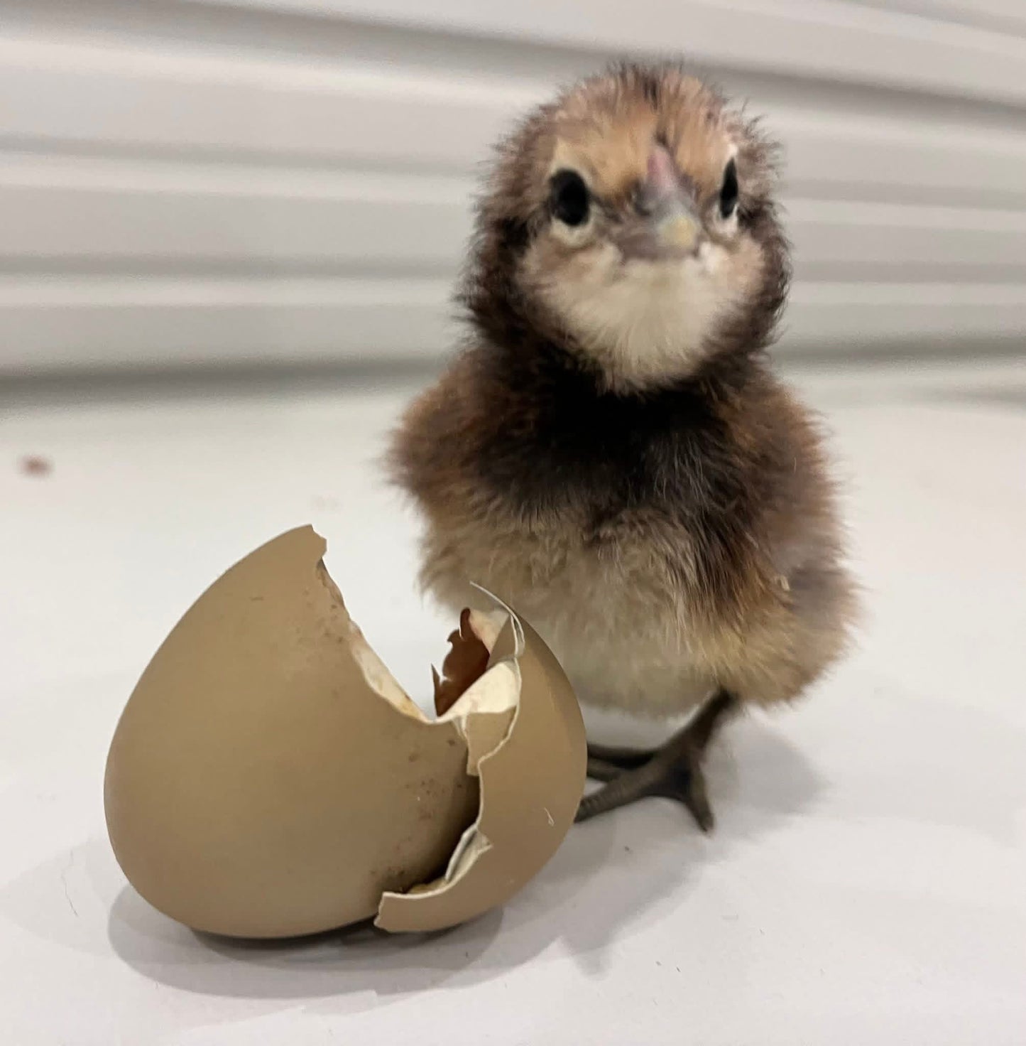 Olive Egger Mix 6+ - Frizzle Possible