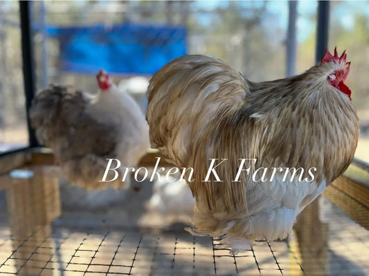 Heritage breed chickens in a sunlit outdoor enclosure, farm setting, backyard poultry