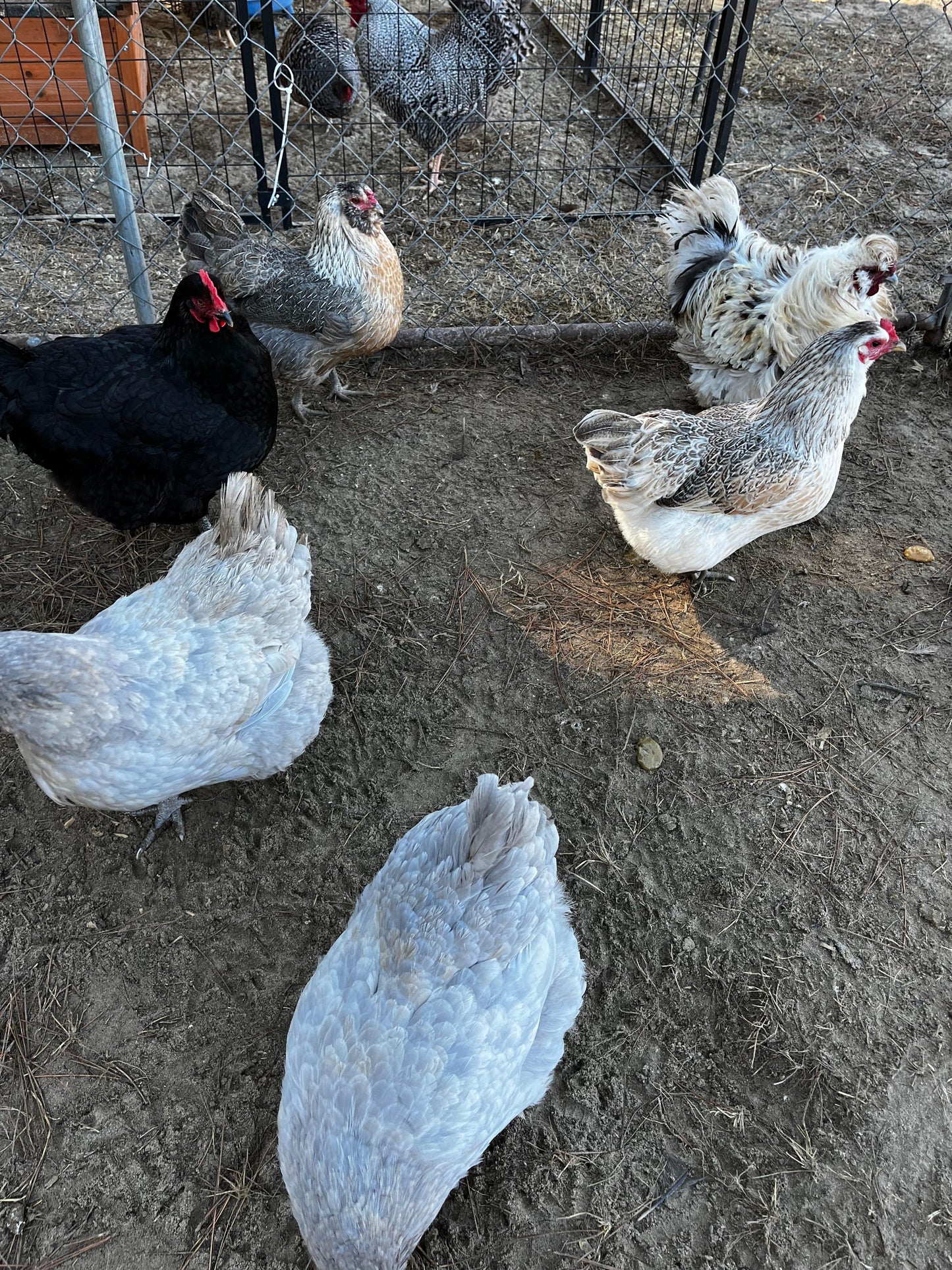 Heritage breed chickens in a backyard pen on dirt, including blue, black, and speckled hens