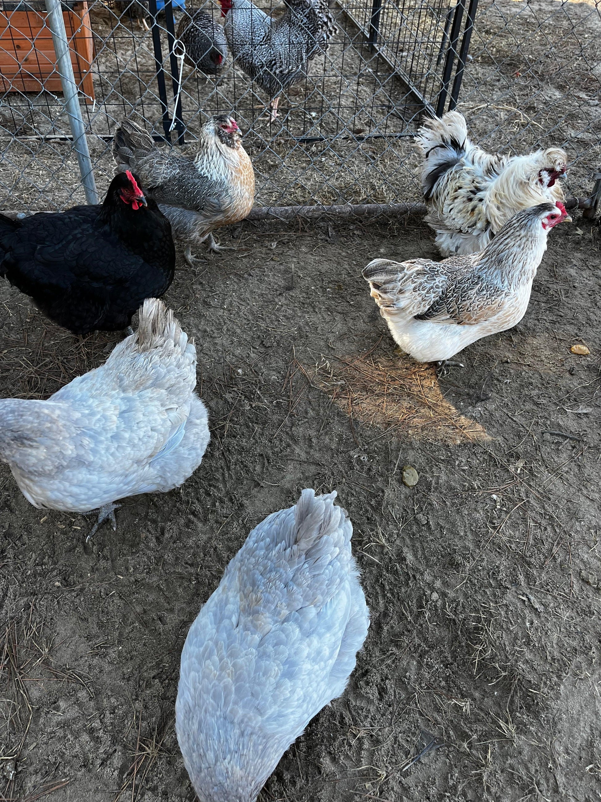 Heritage breed chickens in a backyard pen on dirt, including blue, black, and speckled hens