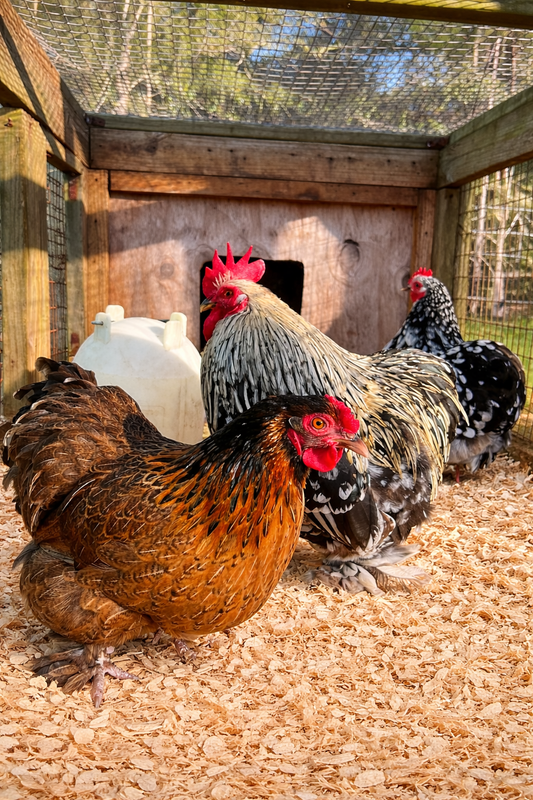Smooth Cochin Bantam 1/2 Dozen