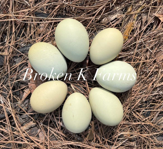 Six light green heritage breed hatching eggs on pine straw outdoors