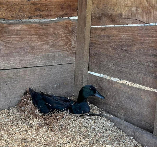 Heritage breed black duck nesting on natural bedding in a wooden coop