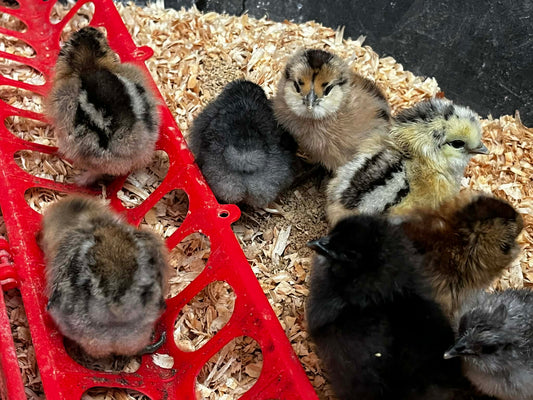 Frizzle Heavy Layer- Colored Eggs